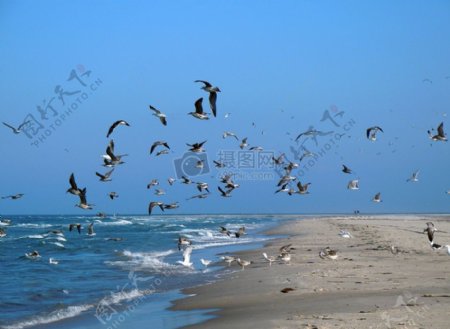在海边飞翔的海鸥