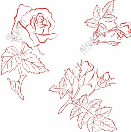 玫瑰花素描图片