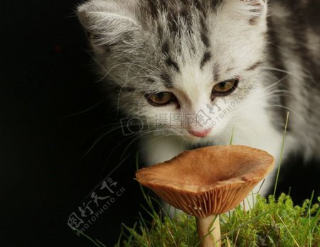 想吃蘑菇的猫