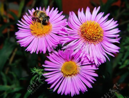停在花瓣上的蜜蜂