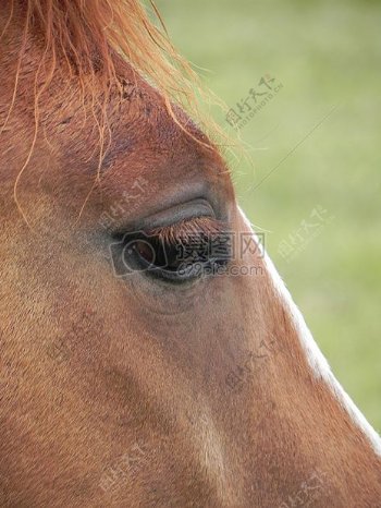 棕色马的眼睛