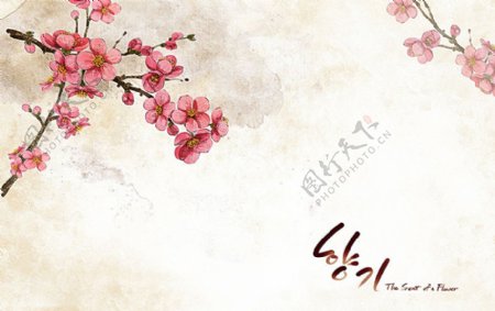 韩式梅花插画图片