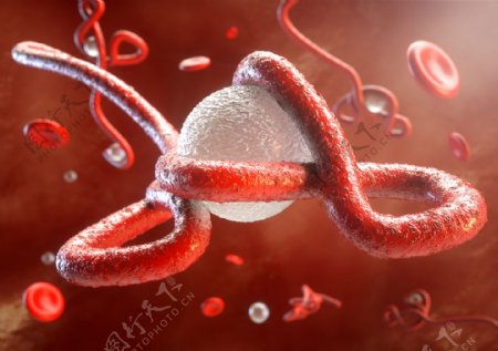 红色立体埃博拉病毒图片