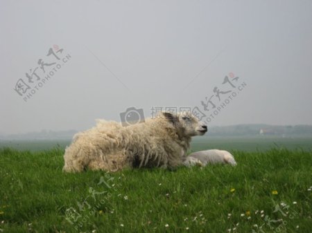 绿草地里的绵羊