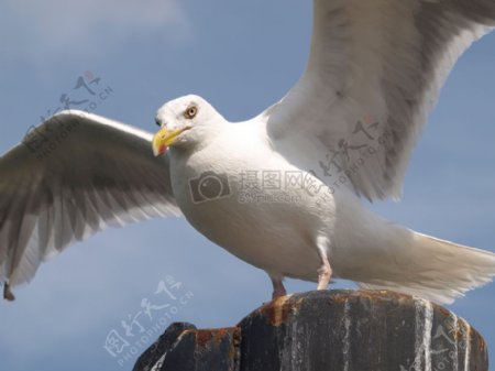 展翅的白色海鸥