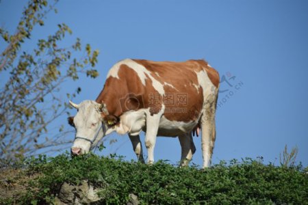 草地上吃草的奶牛