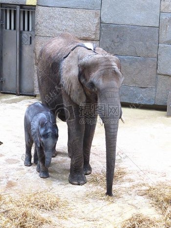 大象和它的幼崽