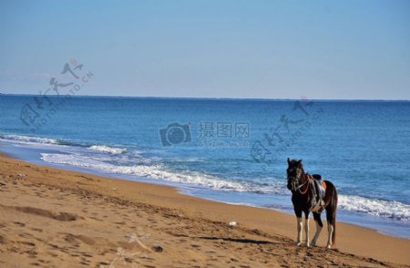 海滩上的马