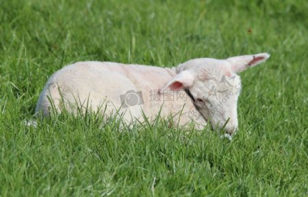 在草地吃草的羊