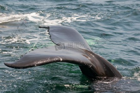 露出的鲸鱼尾巴