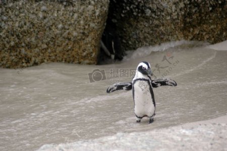 沙滩上的企鹅