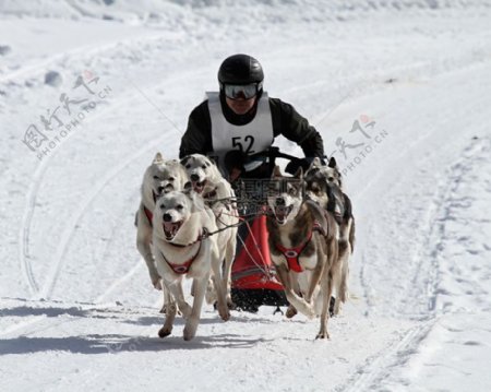奔跑的雪橇犬