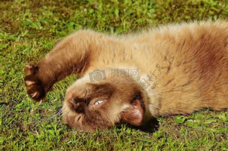躺在草地的猫