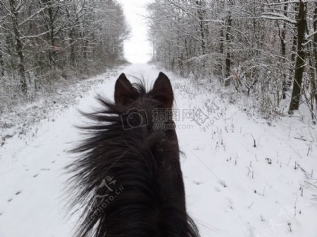 雪地上的黑马
