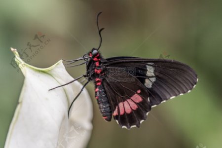 白色花朵上的黑色蝴蝶