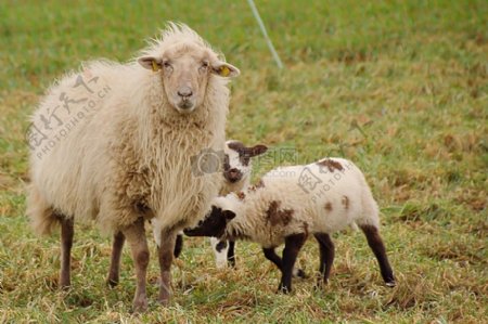 草地上的小羊