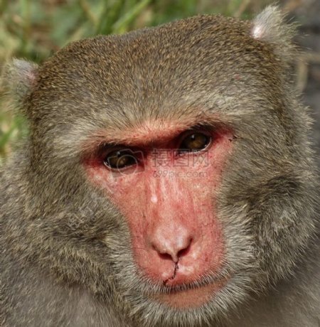 猴子脸部的特写