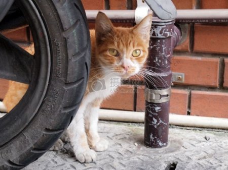 躲在车轮后的猫