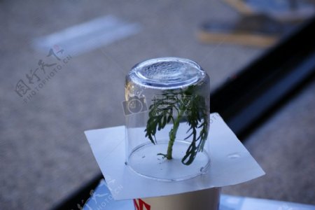 玻璃杯里的绿色植物