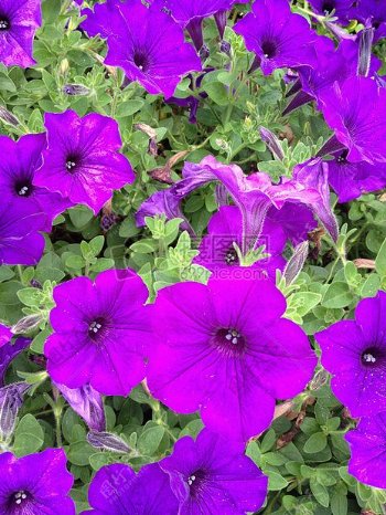 开在草丛里的紫色小花