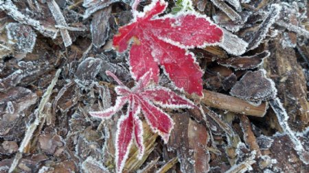 秋天霜冻下的红叶