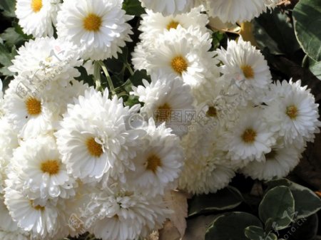 白色的秋季菊花