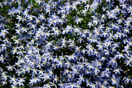 美丽的蓝色花丛