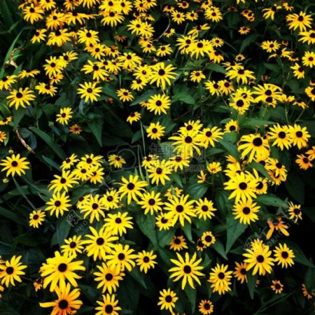 鲜花黄色花园自然