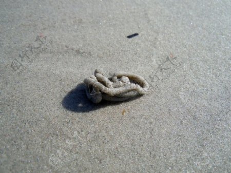 海滩上的沙蚕