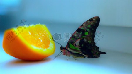 橙子与彩色蝴蝶