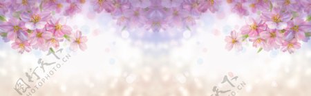 紫色梦幻鲜花背景图片