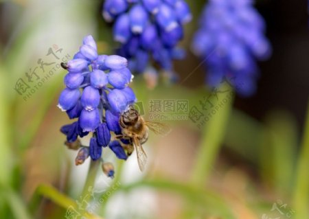 花朵上的蜜蜂