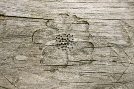 刻在木板上的花瓣
