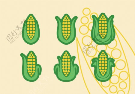 玉米设计图