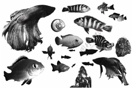 海洋鱼类Photoshop笔刷