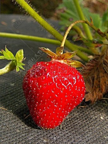 让人垂涎三尺的草莓