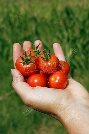 美食者手里的番茄