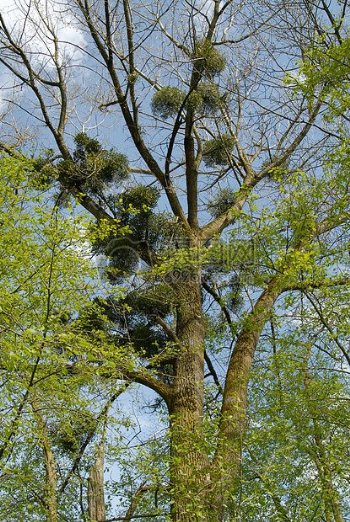 春天茁壮生长的树木