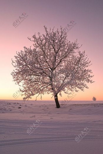 雪地里的一颗树