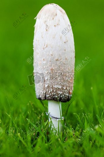 特写成长的蘑菇