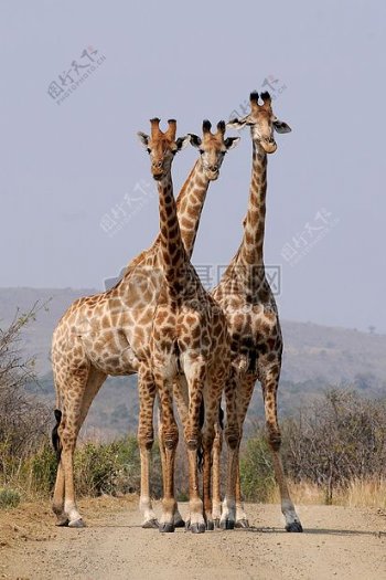 模式非洲动物野生动物园野生动物南非洲国家公园赫卢赫卢韦长颈鹿草原