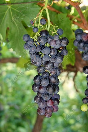 健康成熟葡萄