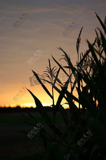 夕阳照射的杂草