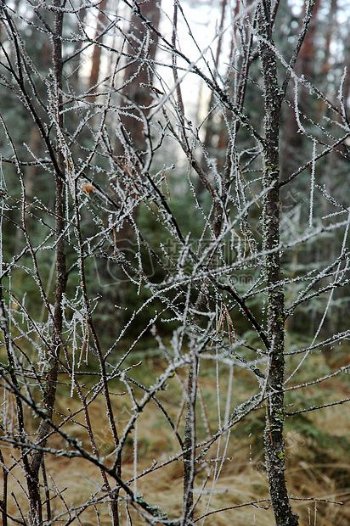 树枝上的结的霜