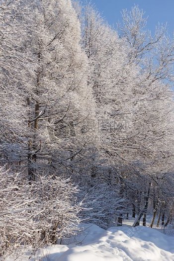 冬季被雪覆盖的树林