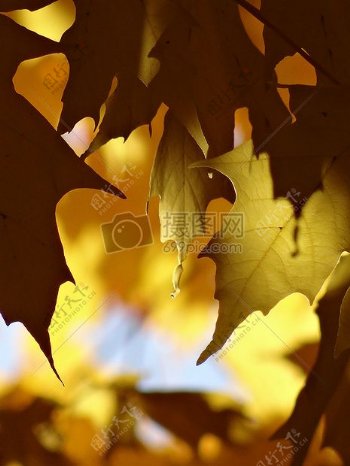 黄色的大树叶