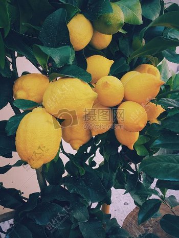 树枝上成熟的柠檬果