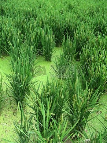 茂盛的绿色稻田
