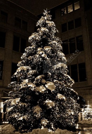 夜幕下的圣诞树