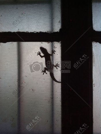 黑色和白色窗口蜥蜴爬行动物